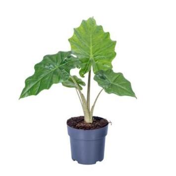 image ALOCASIA PORTODORA