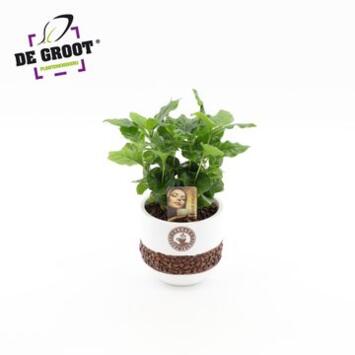 image COFFEA ARABICA CERAM