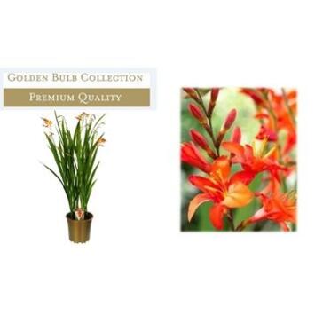 image CROCOSMIA CARMINE BRILLIANT