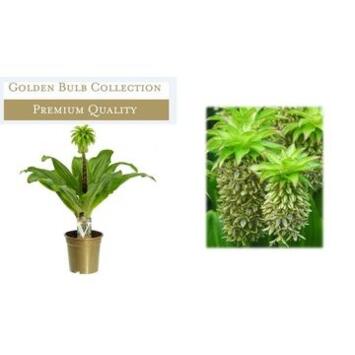 image EUCOMIS 2COULEURS