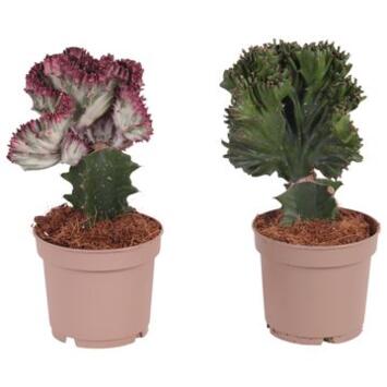 image EUPHORBIA VARIE