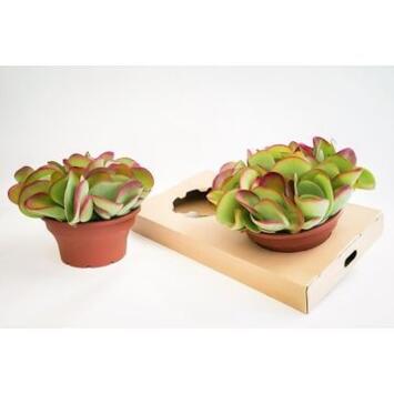 image KALANCHOE THYRSIFLORA
