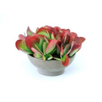 image KALANCHOE THYRSIFLORA CERAM