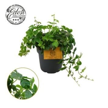 image PARTHENOCISSUS