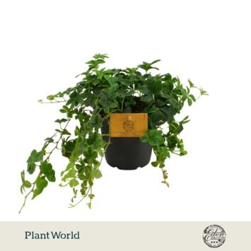 image PARTHENOCISSUS
