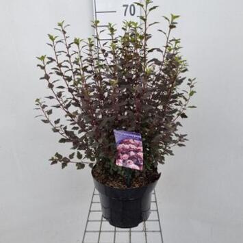 image PHYSOCARPUS