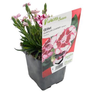 image OEILLET SUNFLOR CHARMY