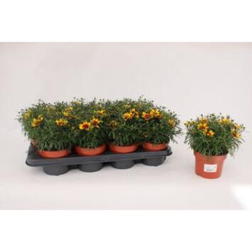 image COREOPSIS CORLEONE RED