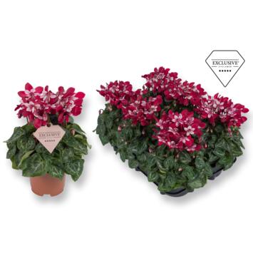 image CYCLAMEN SUPER SERIE DJIX ROUGE