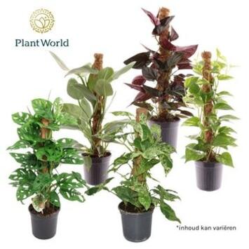 image PLANTE VERTE VARIEE TM