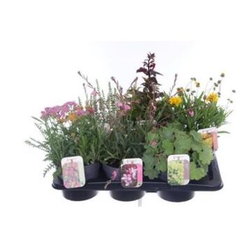 image PLANTE EXT VARIEE