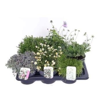 image PLANTE EXT VARIEE