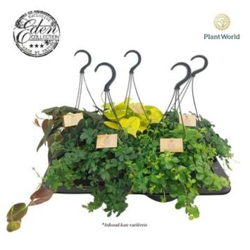 image PLANTE VERTE SUSP