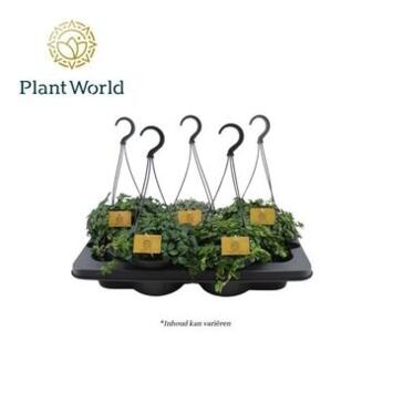 image PLANTE VERTE SUSP