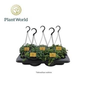 image PLANTE VERTE SUSP