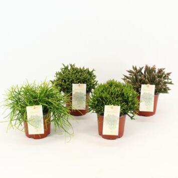 image RHIPSALIS VARIE