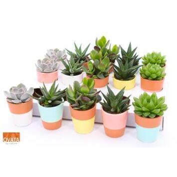 image SUCCULENTE CERAM