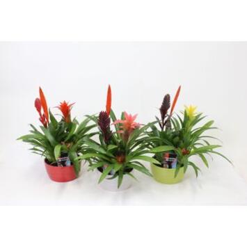 image BROMELIACEE X3 CERAM