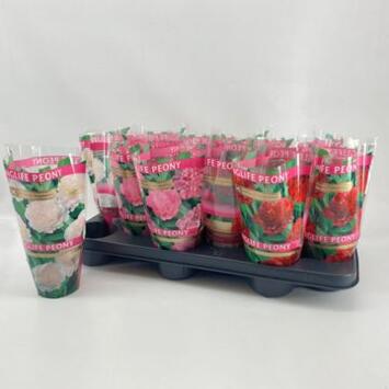 image PAEONIA PIVOINE LONGLIFE