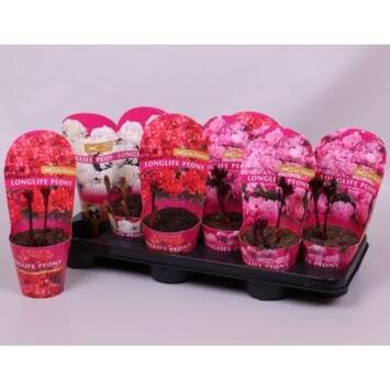 image PAEONIA PIVOINE LONGLIFE