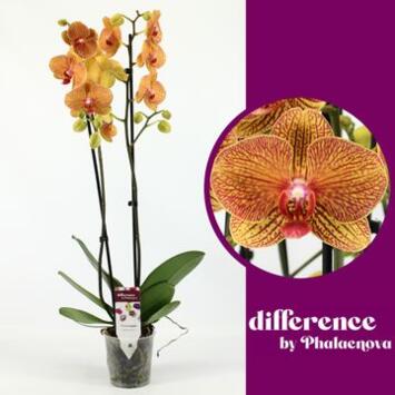 image PHALAENOPSIS 2BR ORANGE