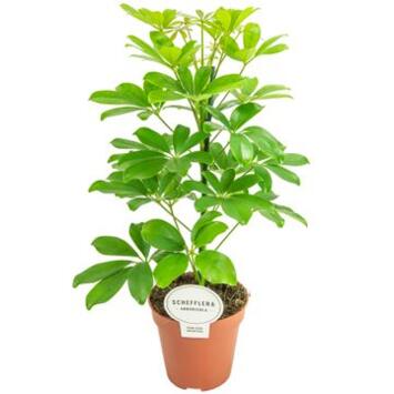 image SCHEFFLERA NORA