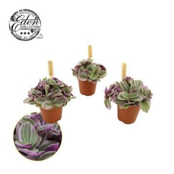 image TRADESCANTIA SWEETNESS