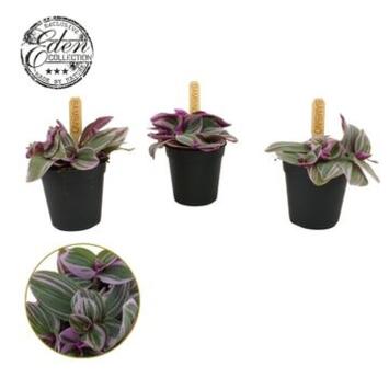 image TRADESCANTIA SWEETNESS