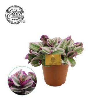 image TRADESCANTIA NANOUK