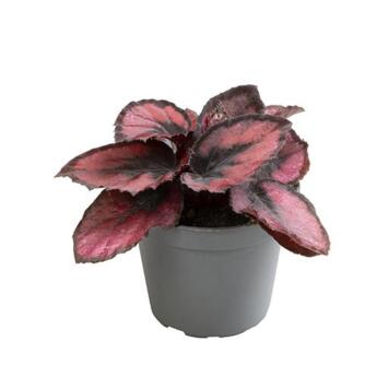 image BEGONIA RED KISS
