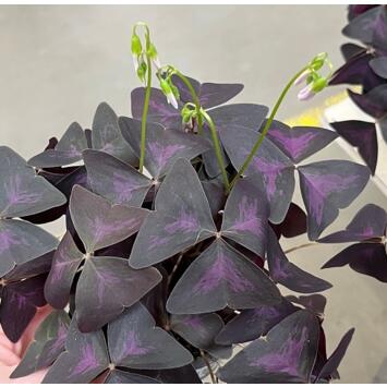 image OXALIS TRIANGULARIS