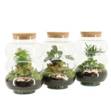 image TERRARIUM 3 PLANTES