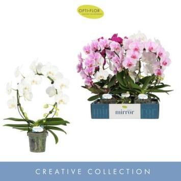 image PHALAENOPSIS 2BR ARCEAU