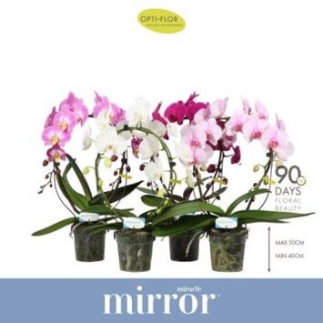 image PHALAENOPSIS 2BR ARCEAU