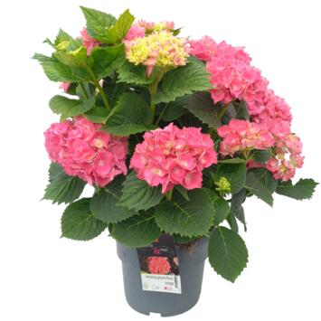 image HORTENSIA MACROPHYLLA ROUGE