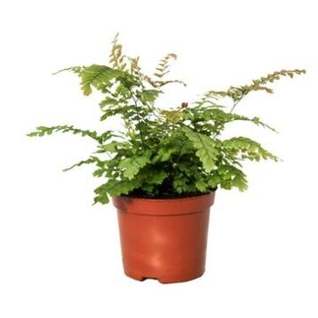 image ADIANTUM HISPIDULUM