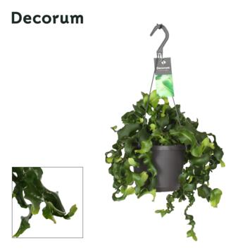 image EPIPHYLLUM MONSTROSE