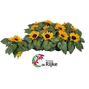 image HELIANTHUS