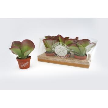 image KALANCHOE THYRSIFLORA