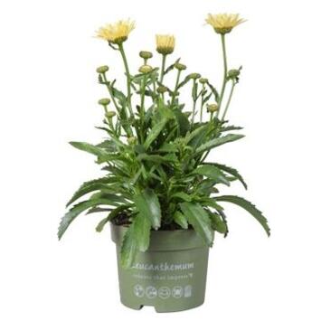 image LEUCANTHEMUM BANANA CREAM