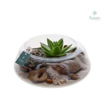 image COMPO PLANTES VARIEES VERRE