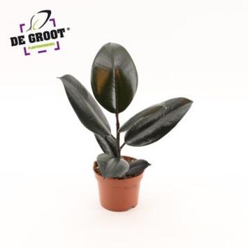 image FICUS ABIDJAN