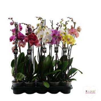 image PHALAENOPSIS 2BR VARIES