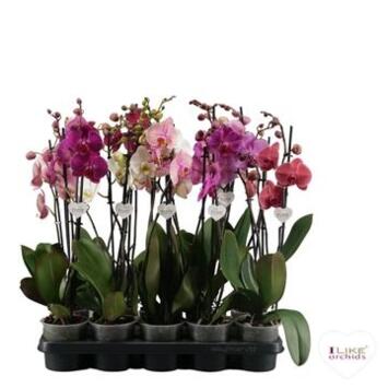 image PHALAENOPSIS 2BR VARIES