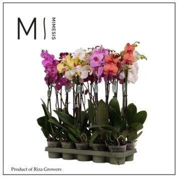 image PHALAENOPSIS 2BR VARIES