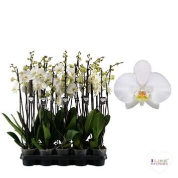 image PHALAENOPSIS 3BR BLANC