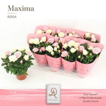 image ROSIER INFINITY BICOLOR