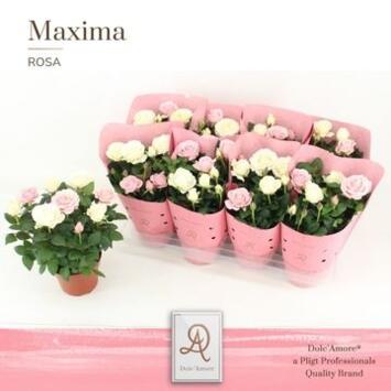image ROSIER INFINITY BICOLOR