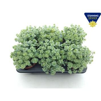 image SEDUM SIEBOLDII MEDIOVARIEGATUM