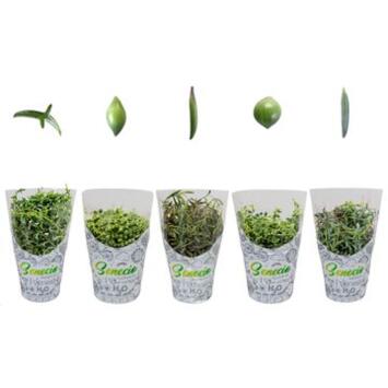 image SENECIO VARIES